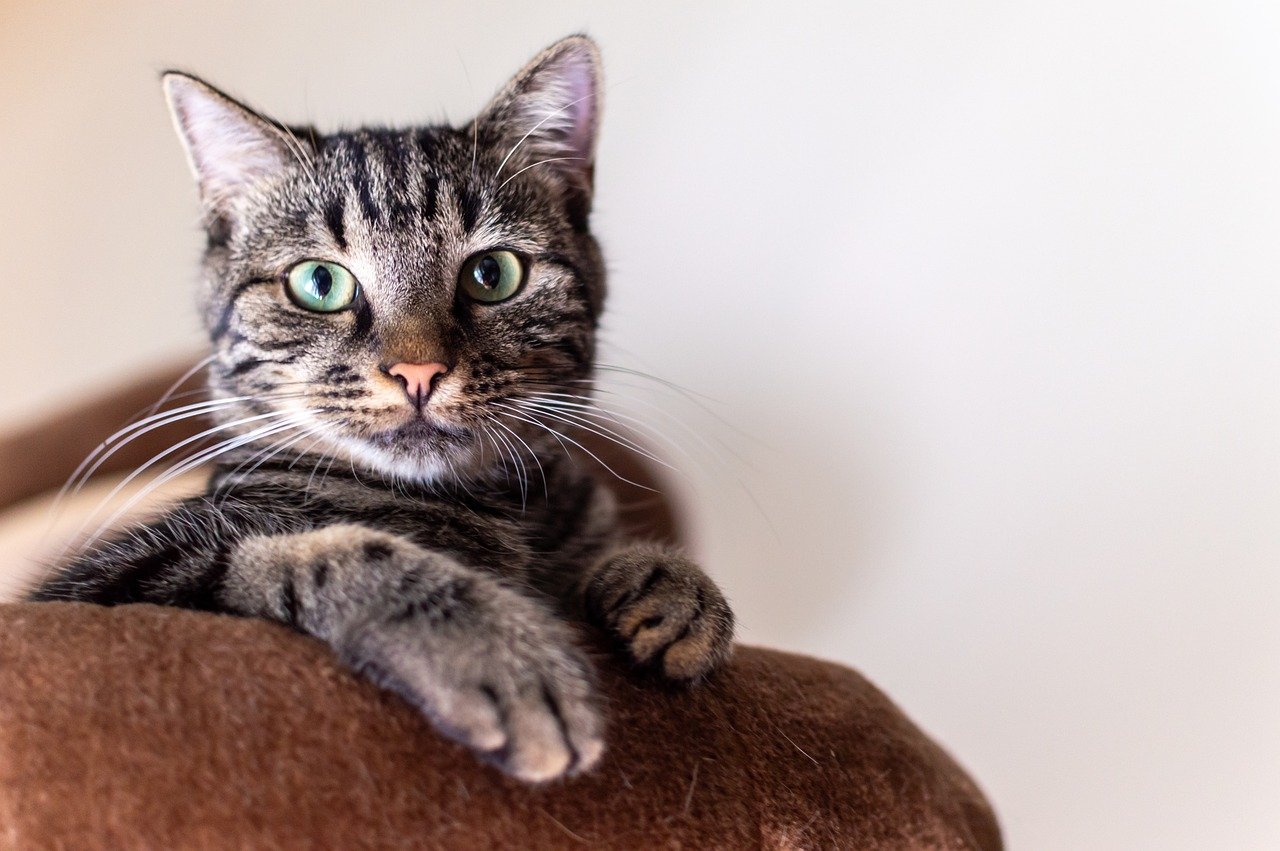 The Gentle Nature of the Siberian Cat